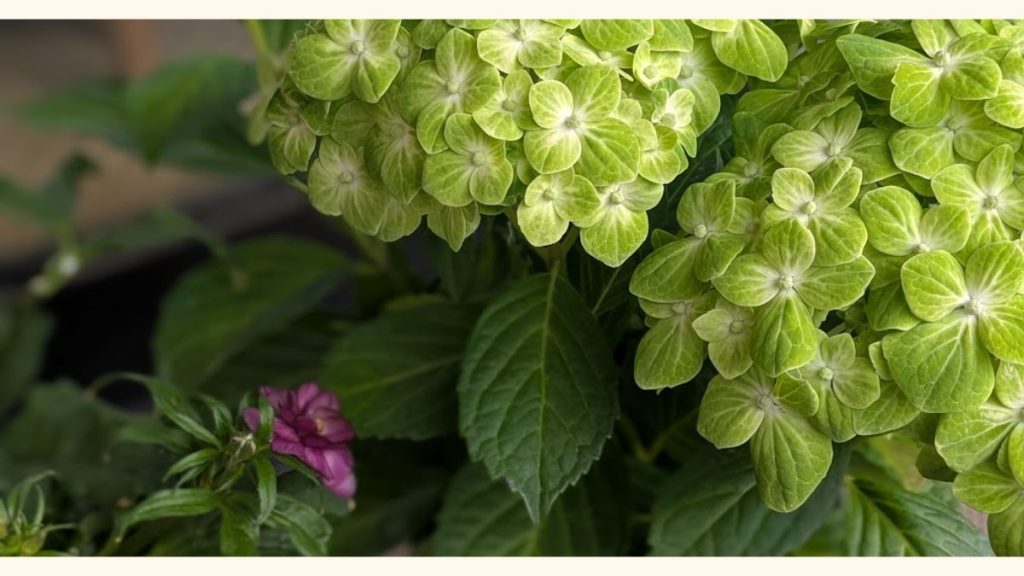 グリーンの紫陽花と一輪の紫の花。ソウルコントラクトリーディングで知った元夫への感謝と、魂の契約の答え合わせを象徴する静かな風景。