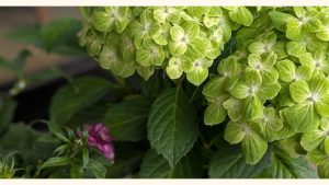 グリーンの紫陽花と一輪の紫の花。ソウルコントラクトリーディングで知った元夫への感謝と、魂の契約の答え合わせを象徴する静かな風景。