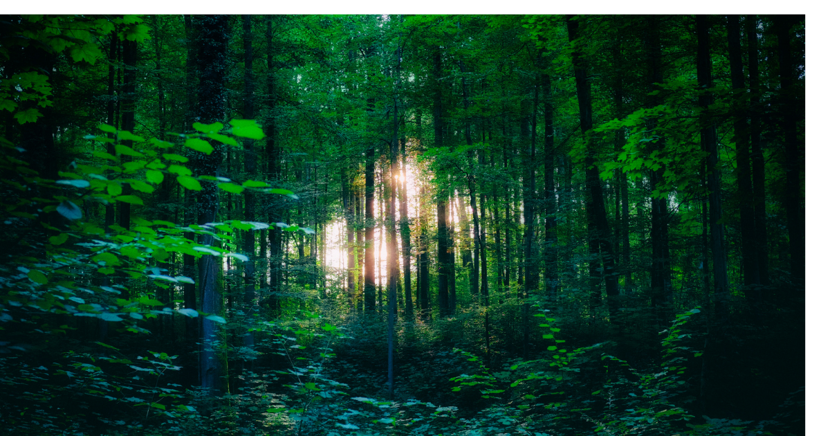 ヒプノセラピー・オンアース体験談（前編）：深い森のイメージ