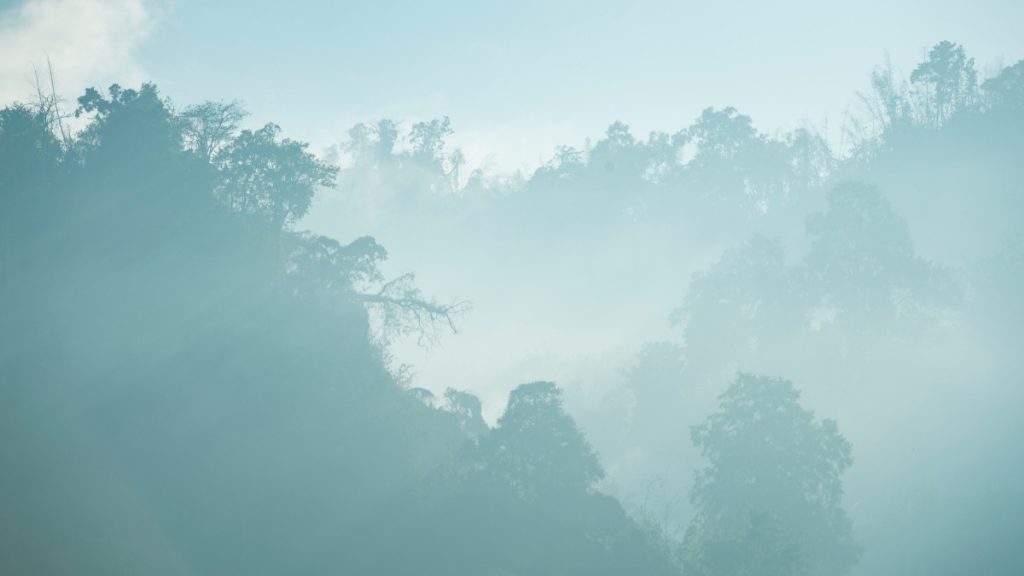 霧に包まれた森の風景。前世療法で見えた深い森をイメージした写真