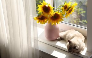窓辺で光を浴びながら休む猫と花。安心して内側を見つめる時間のイメージ