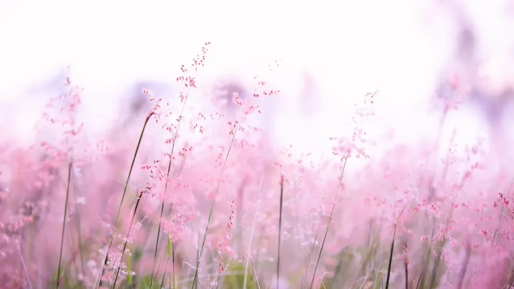 柔らかな光が差し込む、ピンク色に染まった繊細な草花の一面。Enjoliveの温かく希望に満ちた世界観をイメージしたメインビジュアル